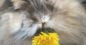 farah pet sitter à THYEZ 74300_1