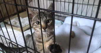 jade pet sitter à VIMY 62580_5