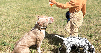 mélissa pet sitter à DRAVEIL 91210_2