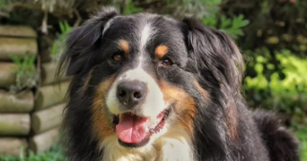 Charline pet sitter à LAGRAVE 81150_1