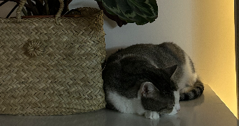 clara pet sitter à ST FARGEAU PONTHIERRY 77310_2