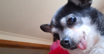 marylou pet sitter à NANCY 54000_9