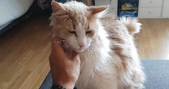 kévin pet sitter à BIARRITZ 64200_1