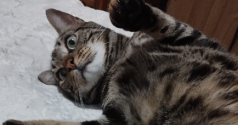 prisca pet sitter à SANNOIS 95110_1