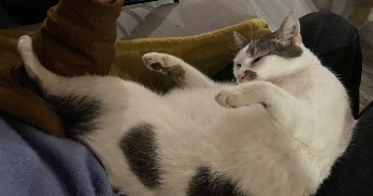 marine pet sitter à TROYES 10000_4