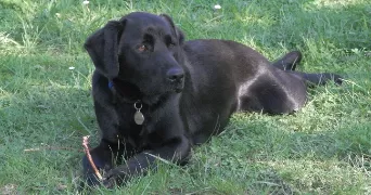eléa pet sitter à SOTTEVILLE LES ROUEN 76300