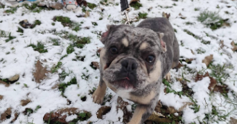 natacha pet sitter à BOURGES 18000_3