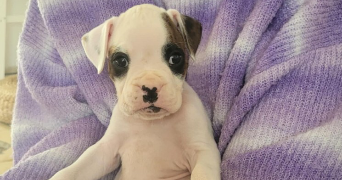 serena pet sitter à BOUTIGNY PROUAIS 28410_6