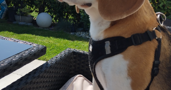 marie jose dog sitter à ST AVE 56890_4