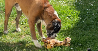 emma pet sitter à HYERES 83400_3