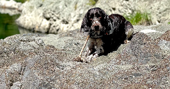 margaux dog sitter à CARNAC 56340_1
