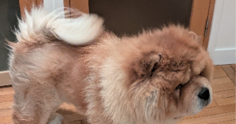 giacomo pet sitter à NANTERRE 92000_1