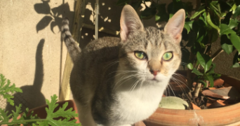 marine pet sitter à DAMAZAN 47160_2