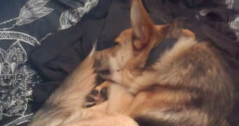 océane pet sitter à CANNES 06400_2