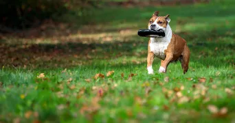 julie pet sitter à THOUARSAIS BOUILDROUX 85410