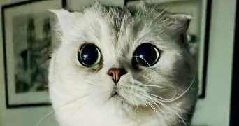 jean-françois cat sitter à BLANQUEFORT 33290_0