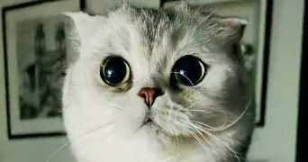 jean-françois cat sitter à BLANQUEFORT 33290