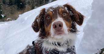 aude pet sitter à Labeyrie 64300_1