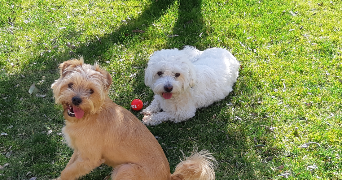 Flavie dog sitter à MARSEILLE 11 13011_4