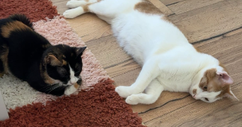 emeline pet sitter à PUTTELANGE AUX LACS 57510_1