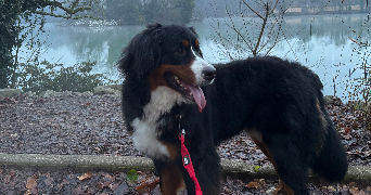 delphy pet sitter à VILLEURBANNE 69100_7