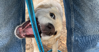 louna pet sitter à BAYONNE 64100_3