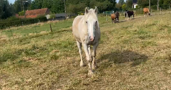 lea pet sitter à Tourcoing 59200_1