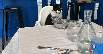 roza pet sitter à IVRY LA BATAILLE 27540_6