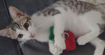 morgane cat sitter à TOULOUSE 31200_7