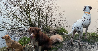 jessica pet sitter à HOUDAN 78550_9