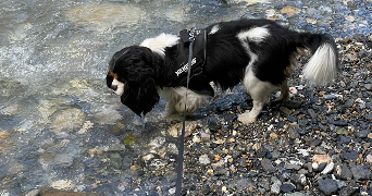 anaïs pet sitter à BOVES 80440_2