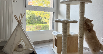 clémence pet sitter à Chamalières 63400_6