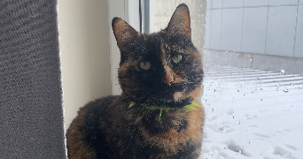 maguy pet sitter à Muret 31600_0