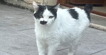 fiona pet sitter à VILLEPINTE 93420_5