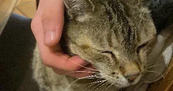 julia pet sitter à BESANCON 25000