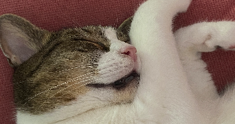anne pet sitter à LYON 07 69007_1
