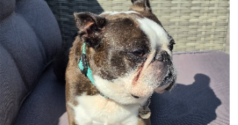 cecile pet sitter à OSNY 95520_4