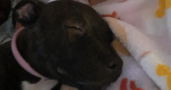 heidi pet sitter à CHEVILLY LARUE 94550_9