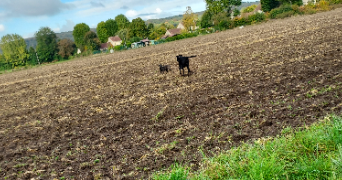 mélanie pet sitter à LOUVIERS 27400_6