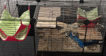 méline pet sitter à TAVERNY 95150_3