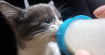 déborah pet sitter à LYON 03 69003_1