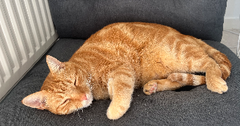 liza pet sitter à STE LUCE SUR LOIRE 44980_2