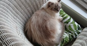 christine pet sitter à AIX EN PROVENCE 13090_5