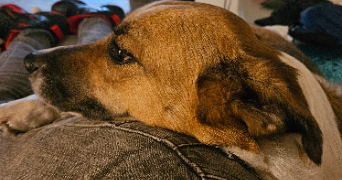 camille pet sitter à LACOURT ST PIERRE 82290_1
