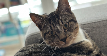 deborah  pet sitter à Argences 14370_8