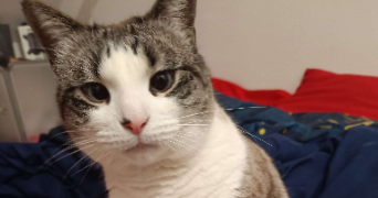 wathsana cat sitter à LE HAVRE 76600_2