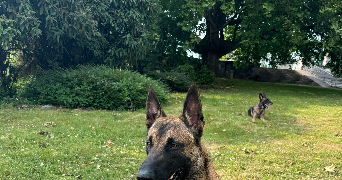 sarah pet sitter à CRETEIL 94000_1