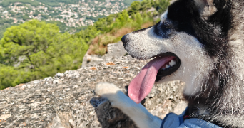 pauline pet sitter à ST MAXIMIN LA STE BAUME 83470_3