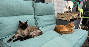 amandine pet sitter à DINARD 35800_3