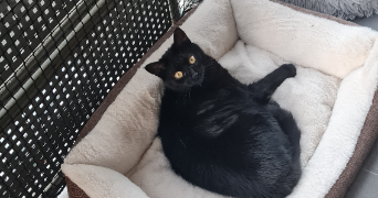 cécile pet sitter à MERY SUR OISE 95540_3